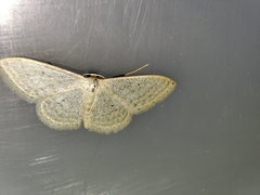 Idaea subsericeata
