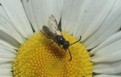 Sapyga quinquepunctata