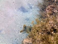 Pseudobalistes flavimarginatus