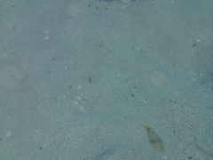 Pseudobalistes flavimarginatus