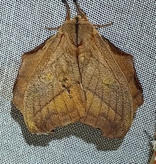 Saturniidae