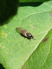 Calliopum