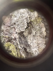 Chaenotheca subroscida