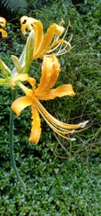 Lycoris aurea