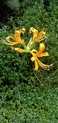 Lycoris aurea