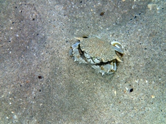 Matuta victor