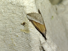 Hypena lividalis