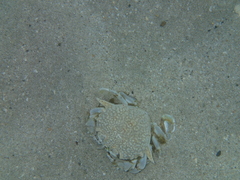Matuta victor