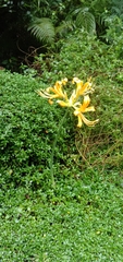 Lycoris aurea