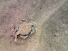 Matuta victor