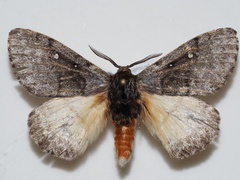 Anthela xantharcha