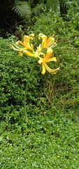 Lycoris aurea
