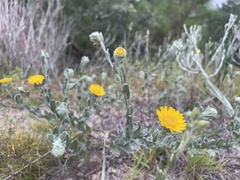 Chrysopsis gossypina