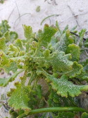 Senecio arenarius