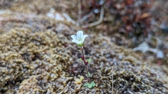 Saxifraga cernua