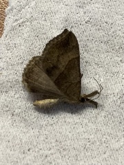 Larentia clavaria