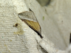 Hypena lividalis