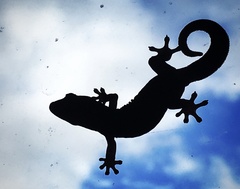 Lepidodactylus lugubris