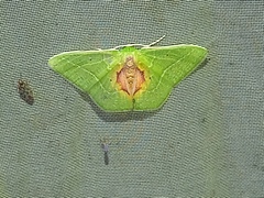 Synchlora astraeoides