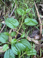 Hackelia latifolia