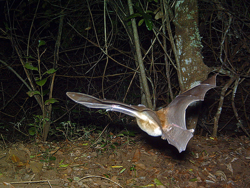 Egyptian Slit-faced Bat (Nycteris thebaica)