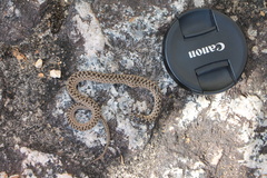 Malpolon monspessulanus