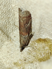 Acrobasis bithynella