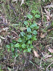 Hackelia latifolia