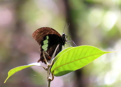 Papilio iswara