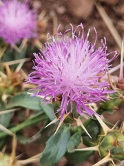 Centaurea iberica