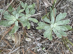 Chrysopsis gossypina