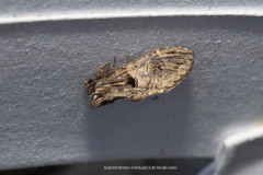 Hyperaeschrella nigribasis