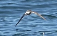 Hydrobates pelagicus