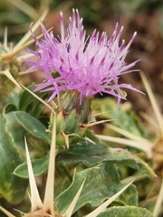 Centaurea iberica