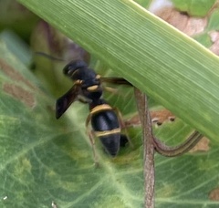 Parancistrocerus