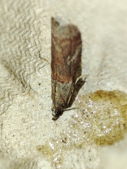 Acrobasis bithynella