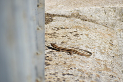 Podarcis muralis