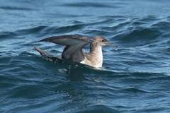 Puffinus mauretanicus