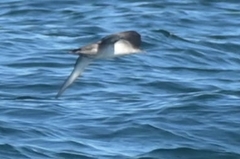 Puffinus mauretanicus