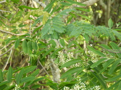 Thouinidium decandrum