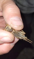 Gryllotalpa orientalis