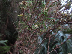 Coprosma linariifolia