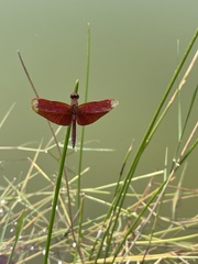 Neurothemis fulvia