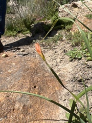 Iridaceae