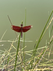 Neurothemis fulvia
