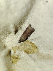 Acrobasis bithynella