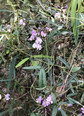 Glycine clandestina