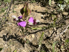 Polygala bracteolata