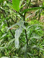 Solanum laciniatum