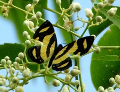 Baeotis zonata zonata